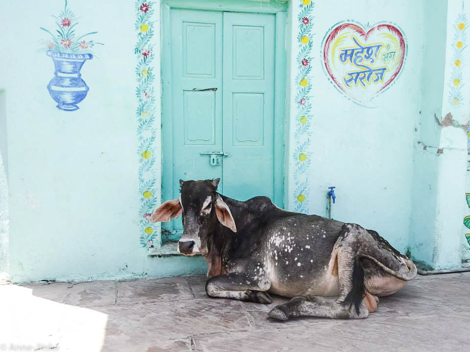 Koeien India